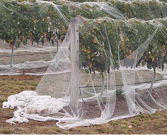 East buy Filet de Jardin - 10 * 10cm Plantes de Jardinage Vignes grimpantes  Grandir Protection Support Grille Net Protection Mesh 