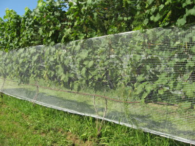 filet anti oiseaux, protection d'arbres fruitiers, filet de protection des  vignes - Filpack Groupe